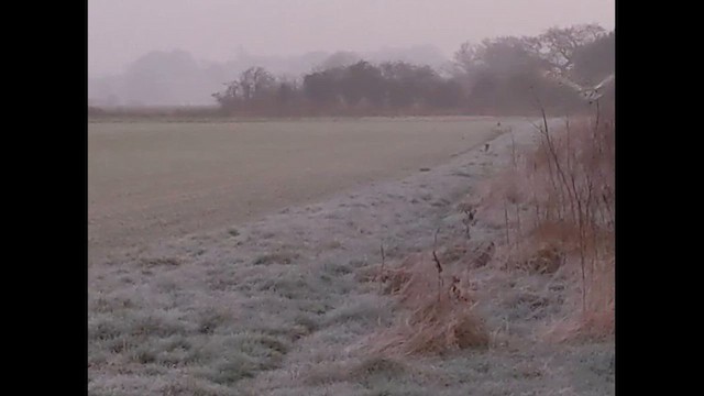 Effraie des clochers - ML646985978