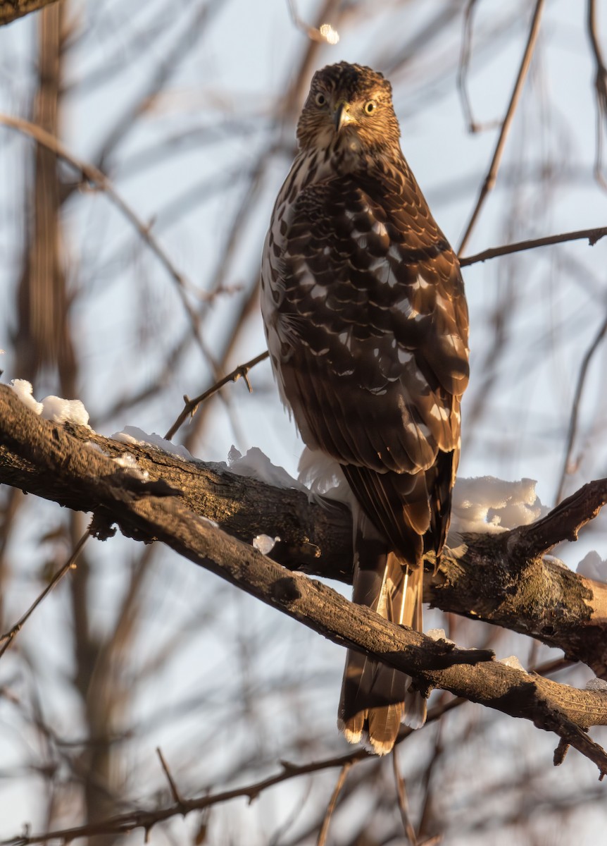 Cooper's Hawk - ML646985979