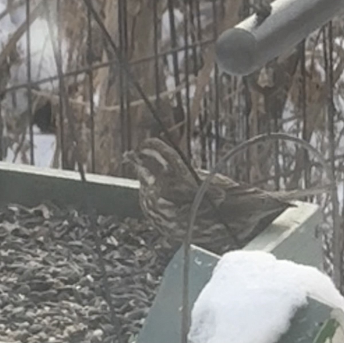 Purple Finch - ML646985982