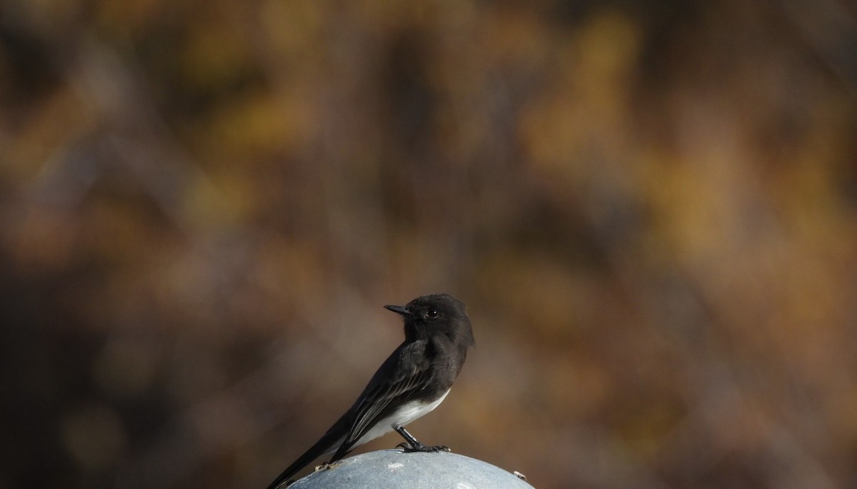Black Phoebe - ML646985983