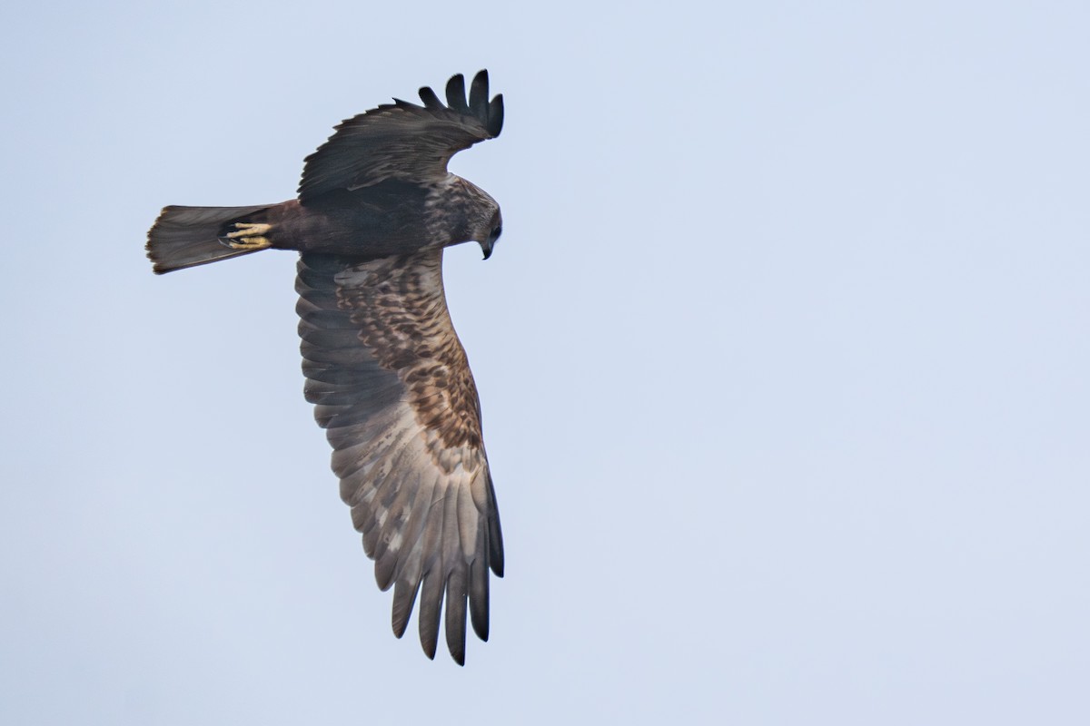Western Marsh Harrier - ML646985984