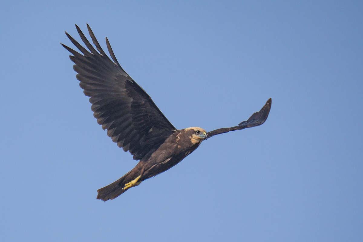 Western Marsh Harrier - ML646985985