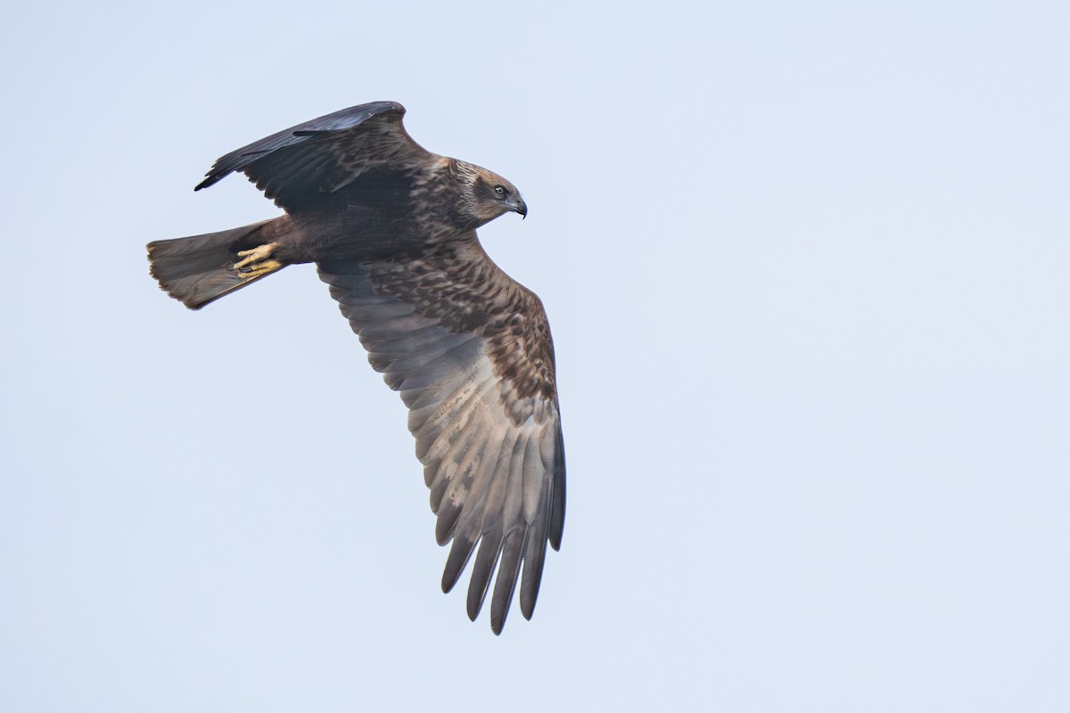 Western Marsh Harrier - ML646985986