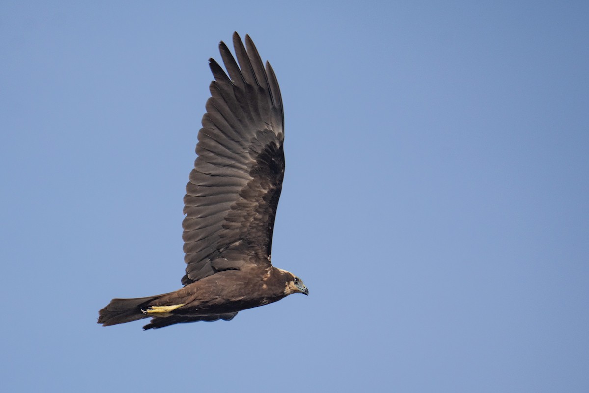 Western Marsh Harrier - ML646985987