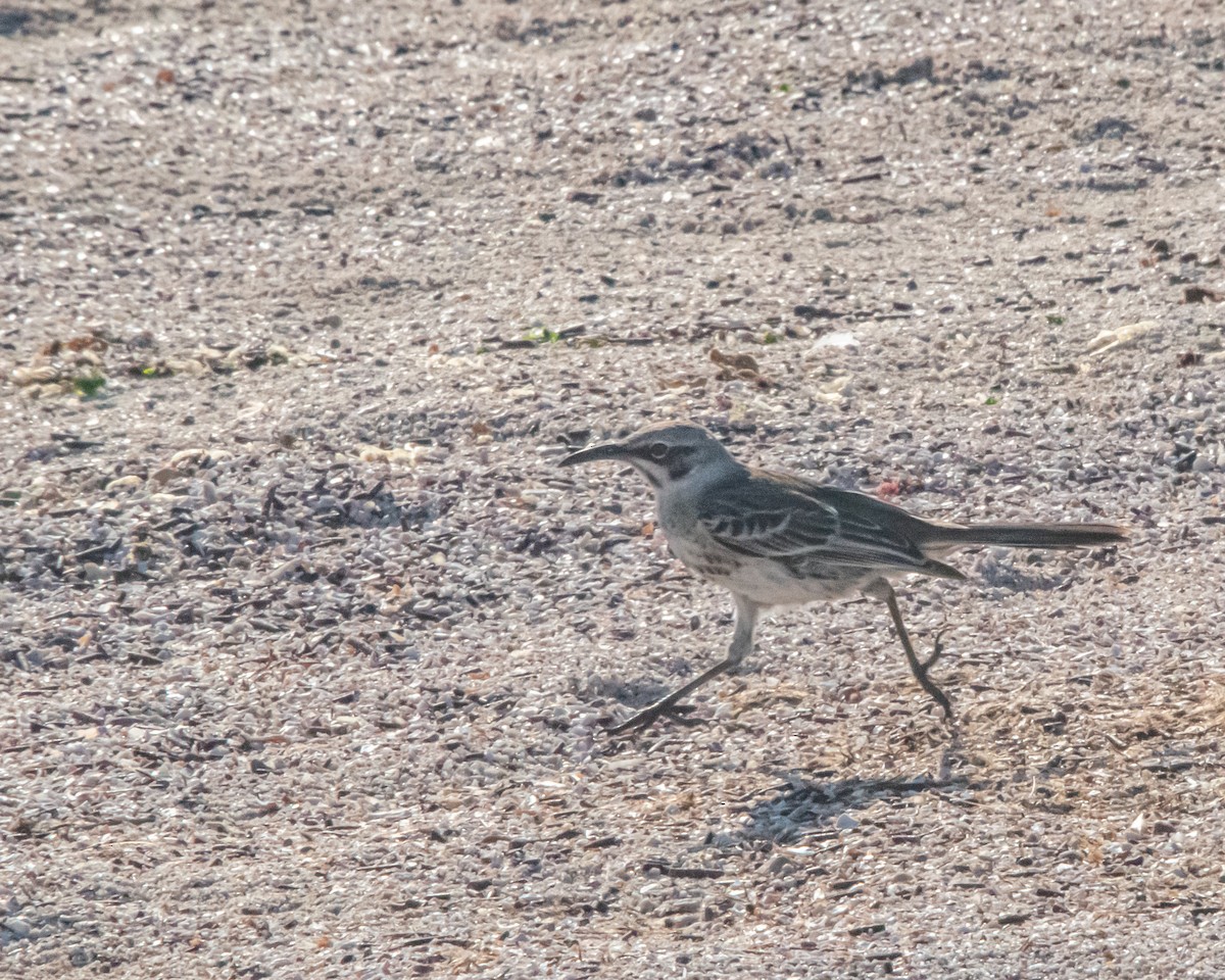 espanolaspottefugl - ML646985988