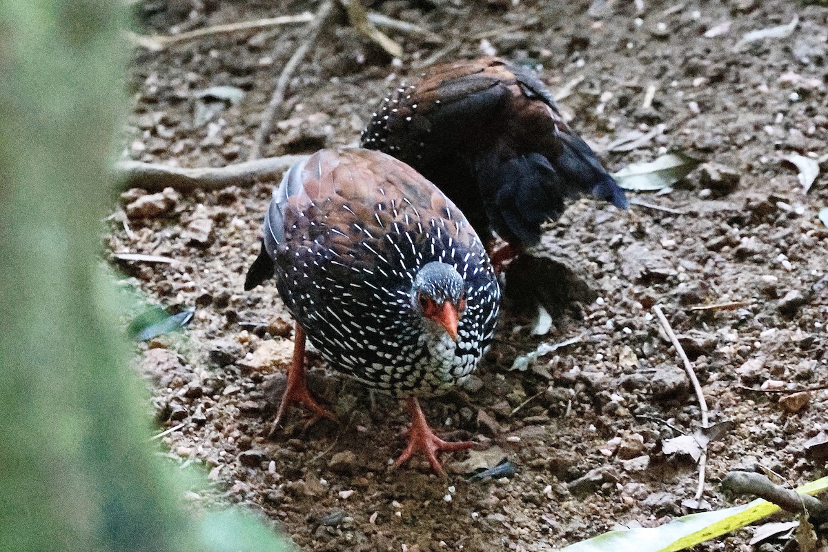 dråpesporehøne - ML646985989