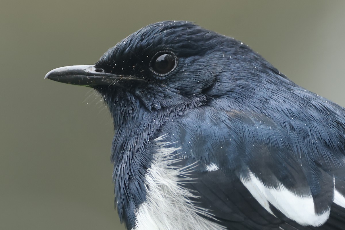 シキチョウ - ML646985990