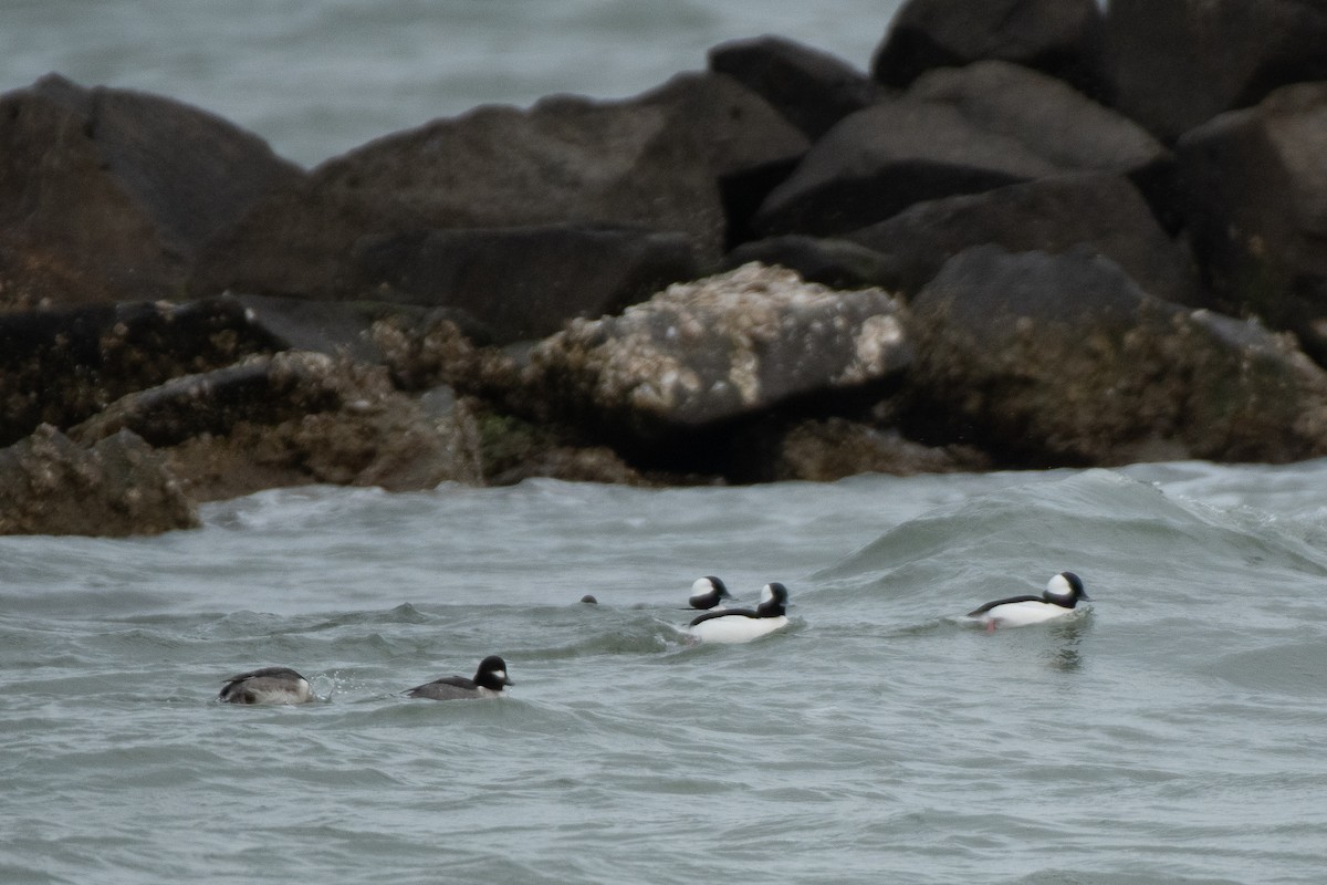 Bufflehead - ML646985991