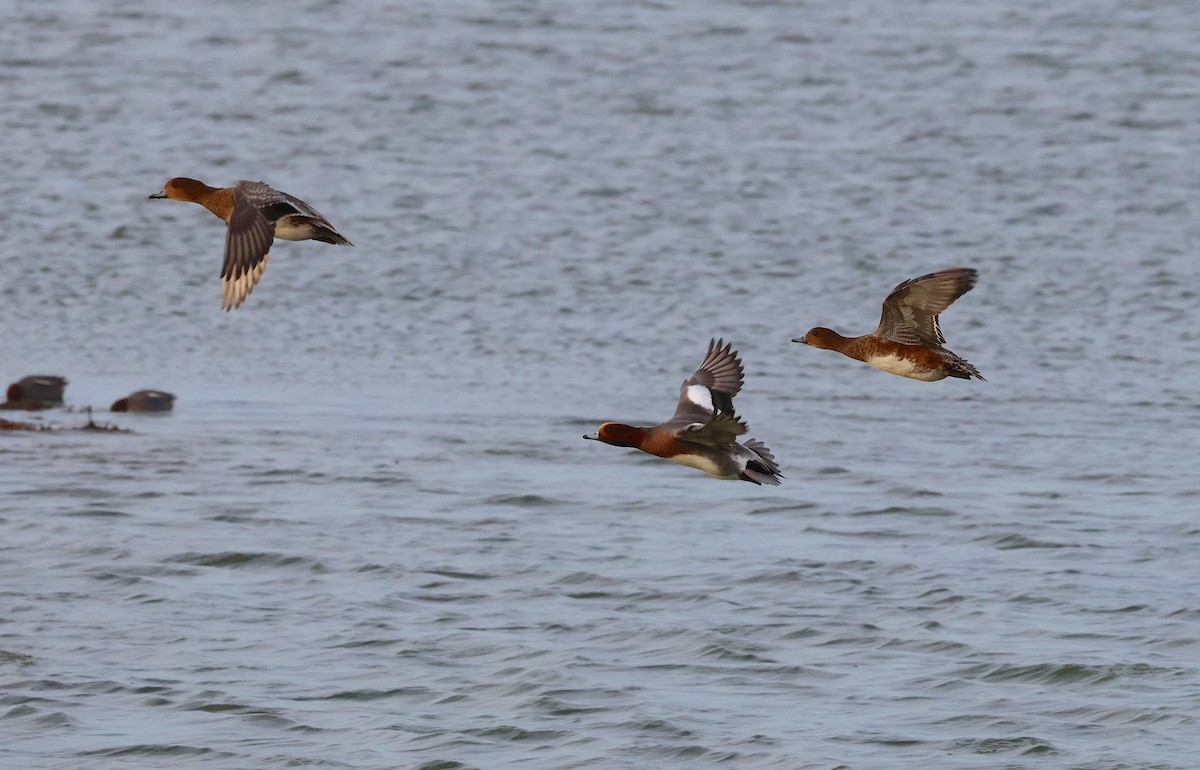 Свиязь - ML646985995