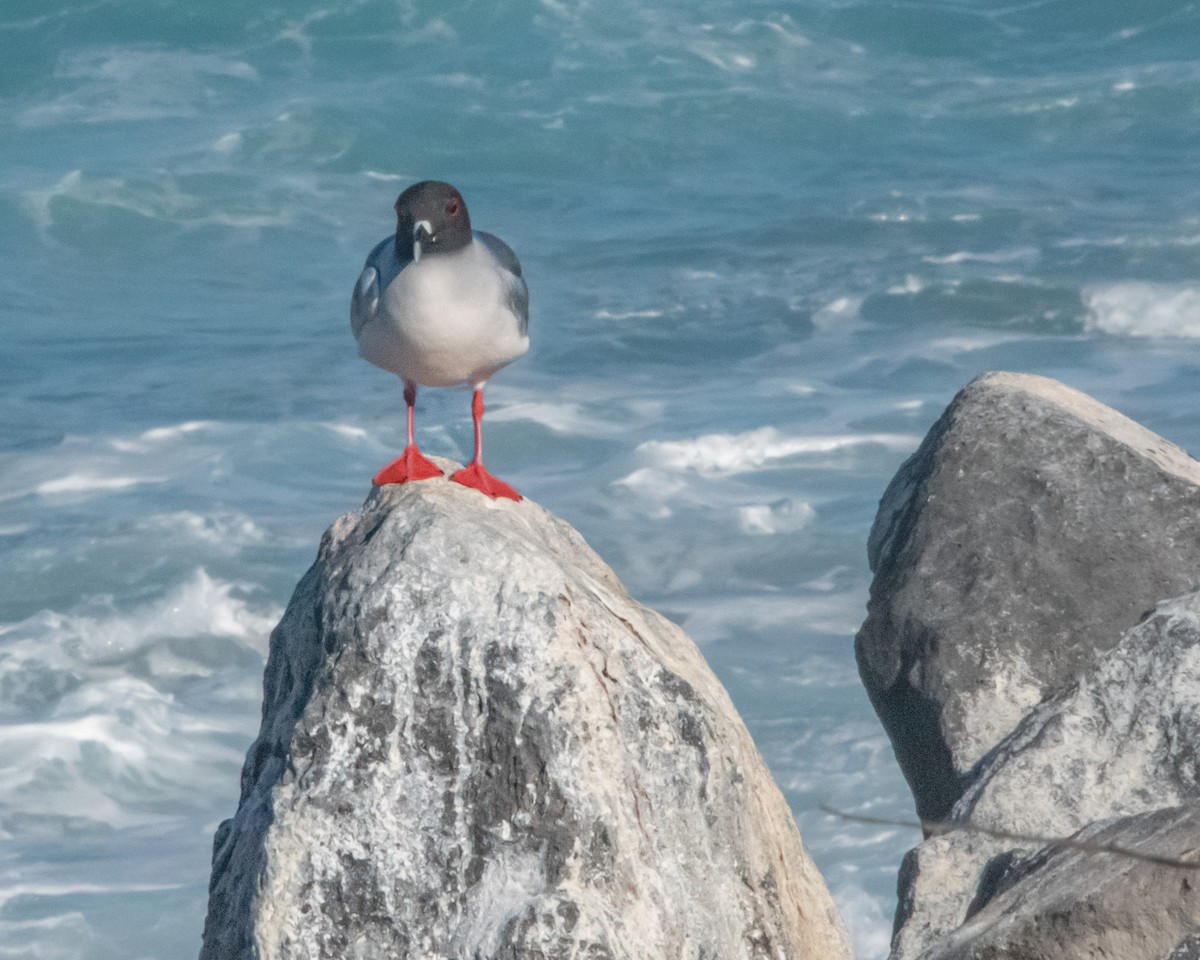 svalestjertmåke - ML646985996