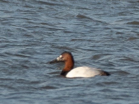 Canvasback - ML646985997