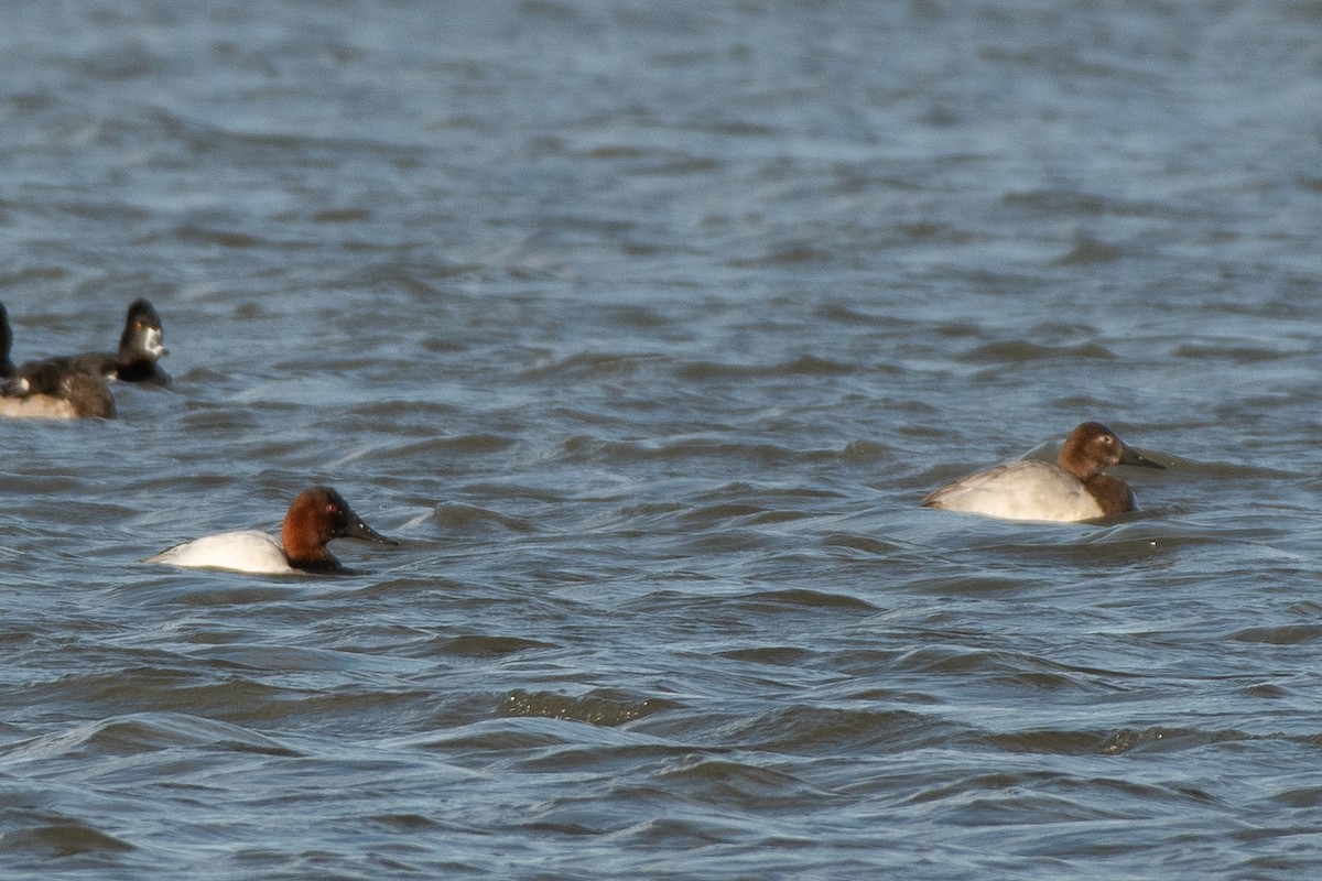 Canvasback - ML646985999