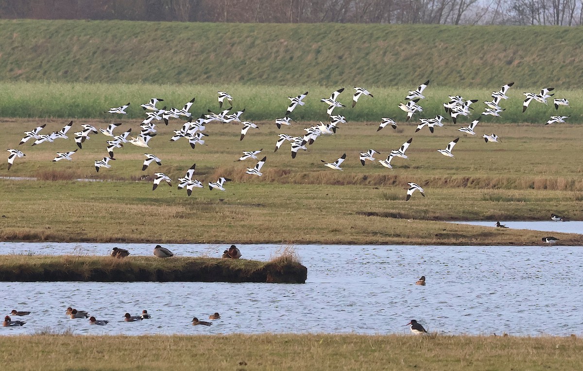 Шилоклювка - ML646986000