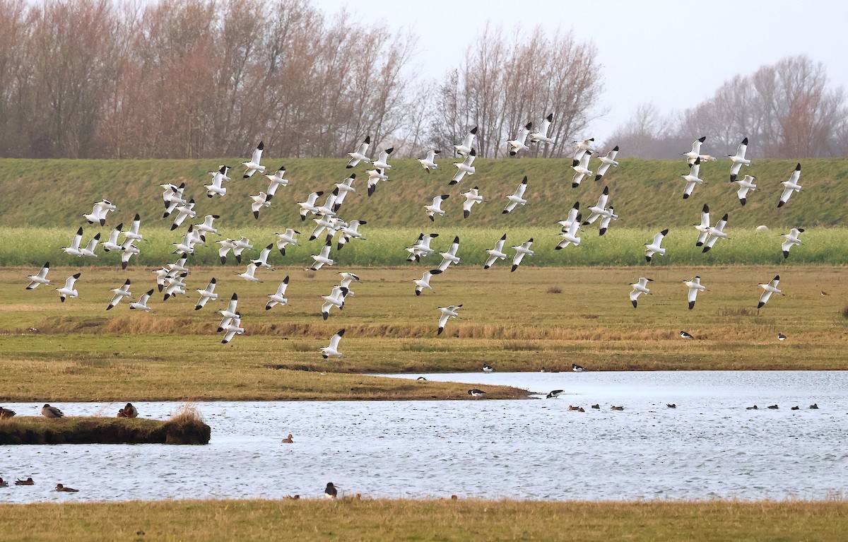 Шилоклювка - ML646986001