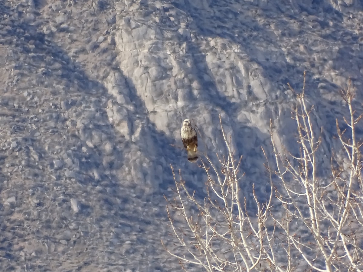 fjellvåk - ML646986002