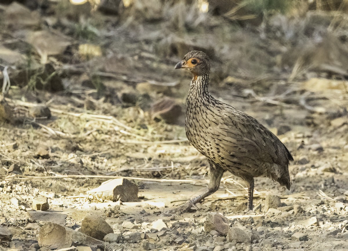 svartbeinfrankolin - ML646986003