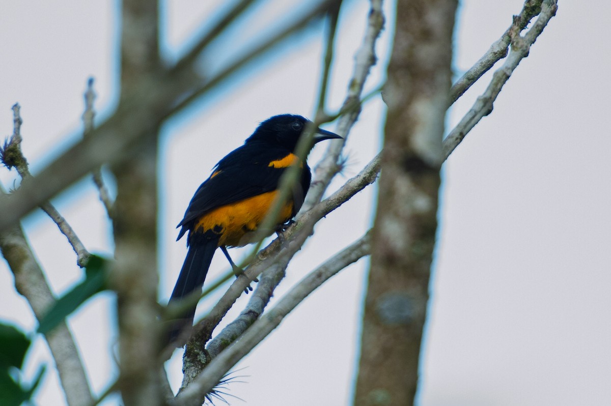 svartkappetrupial - ML646986004