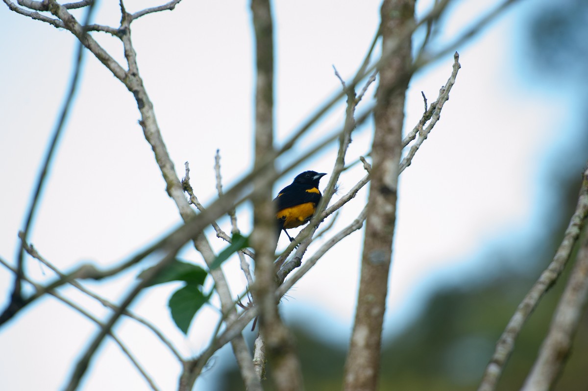 svartkappetrupial - ML646986005