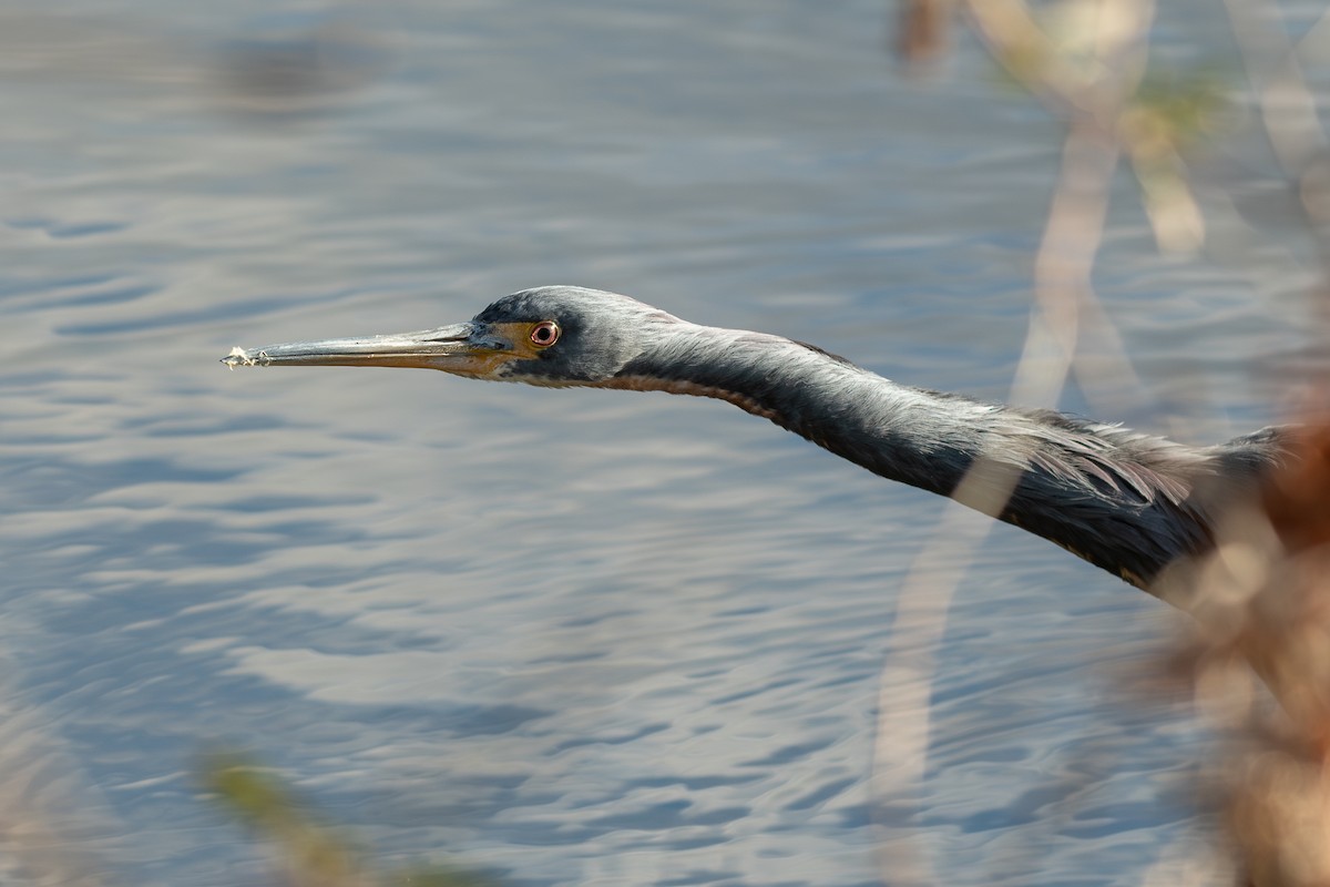 prakthegre - ML646986007