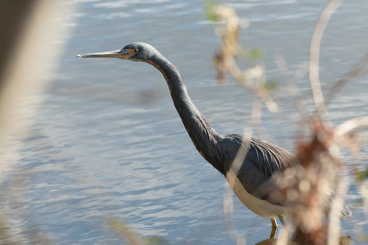 prakthegre - ML646986008