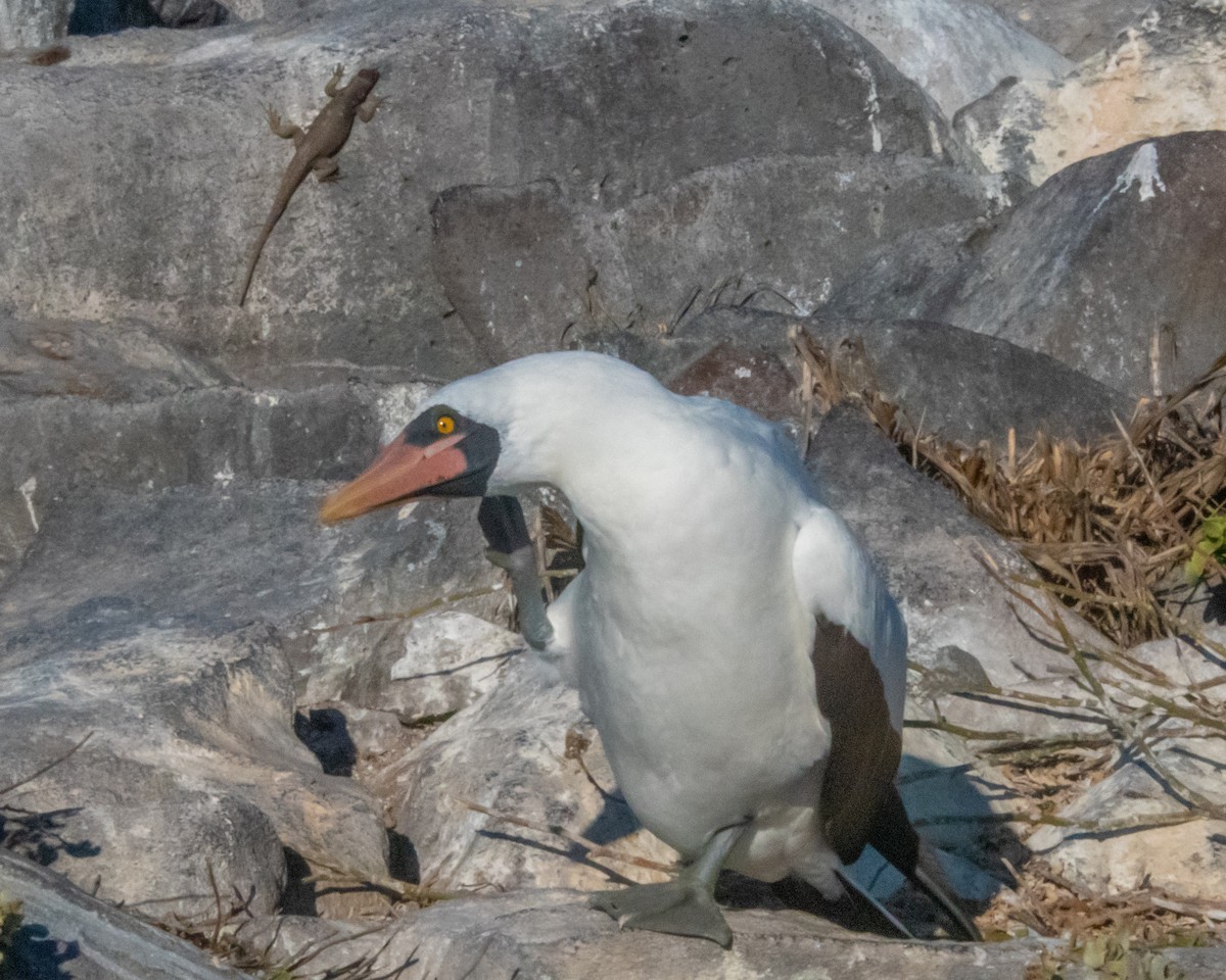 Nazcatölpel - ML646986009