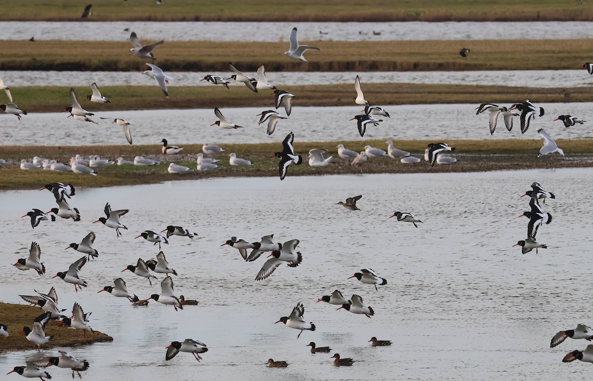 Кулик-сорока - ML646986010