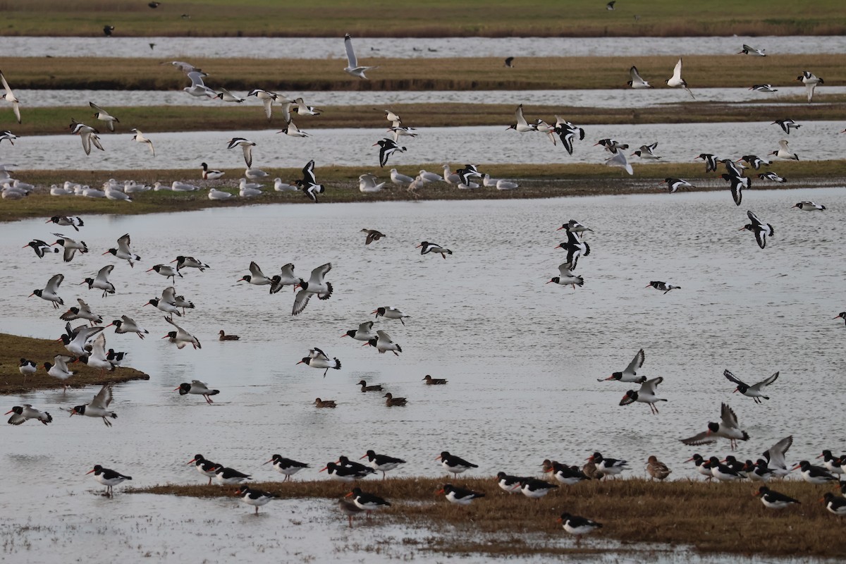 Кулик-сорока - ML646986011