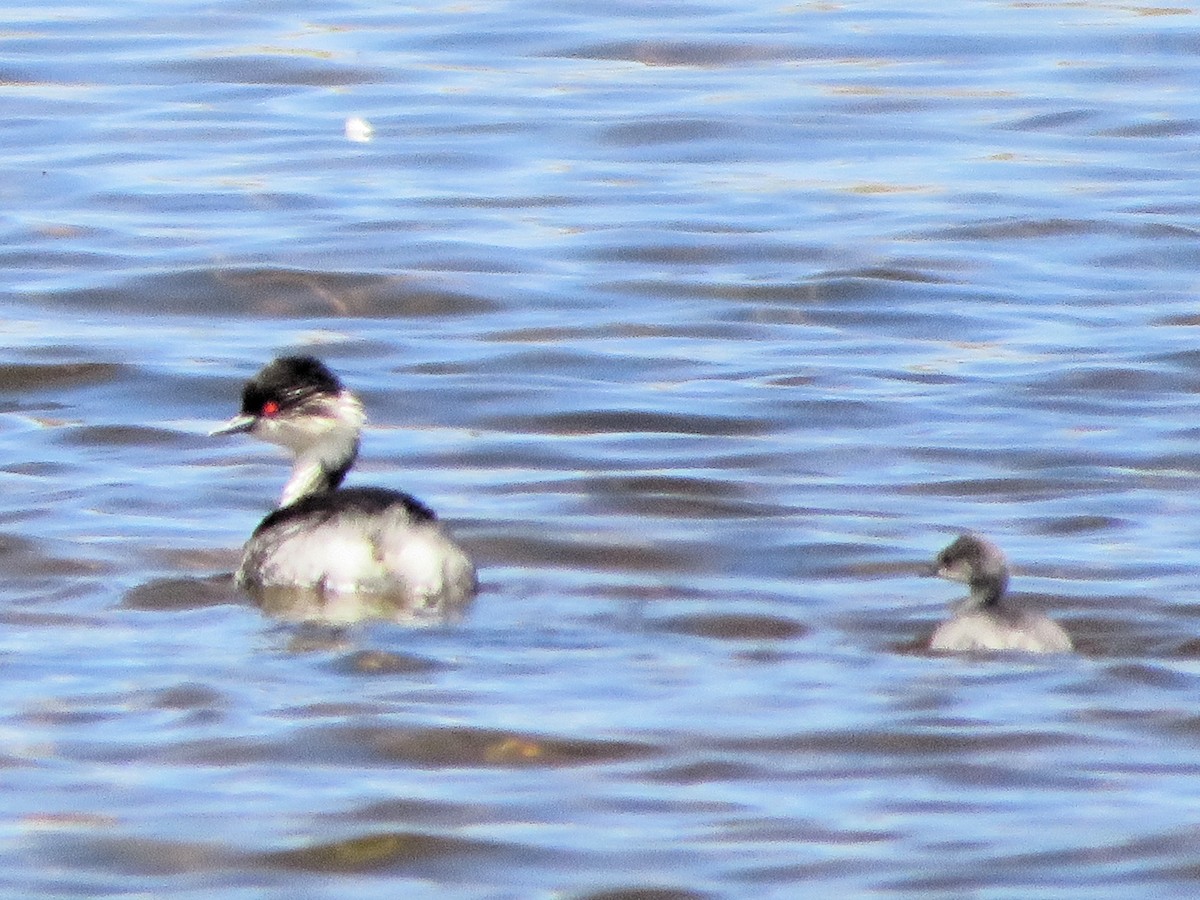 sølvdykker - ML646986012