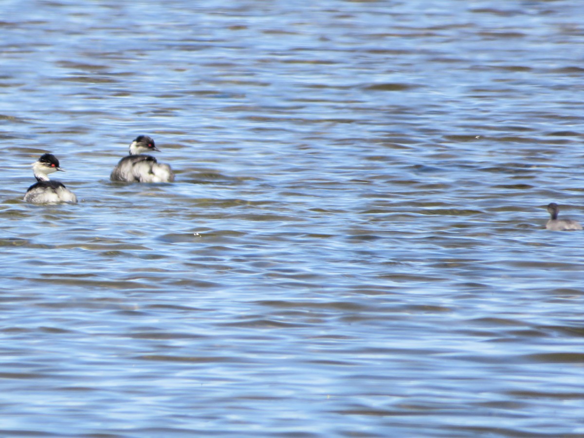 sølvdykker - ML646986013