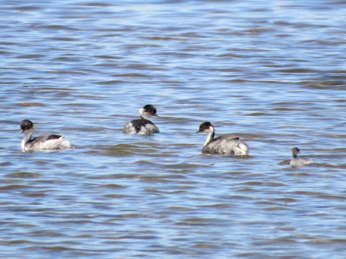 sølvdykker - ML646986014