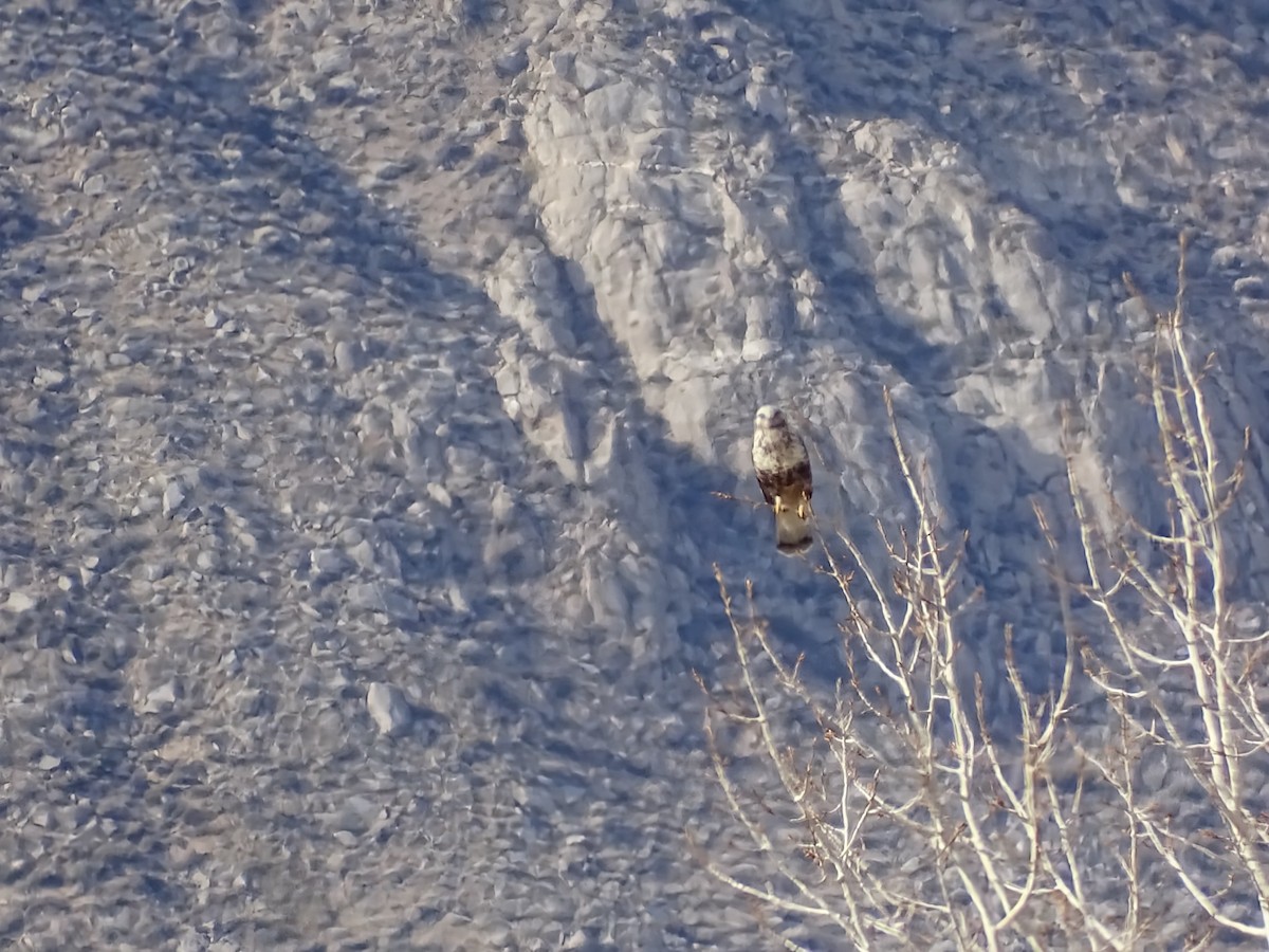 fjellvåk - ML646986015