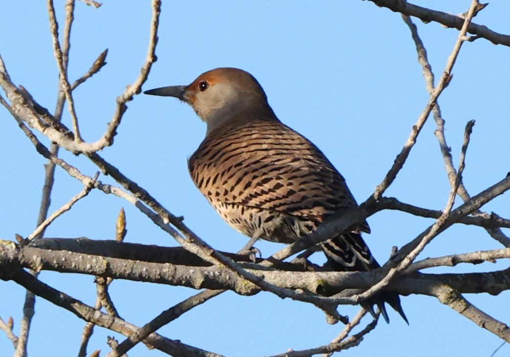 gullspett - ML646986016