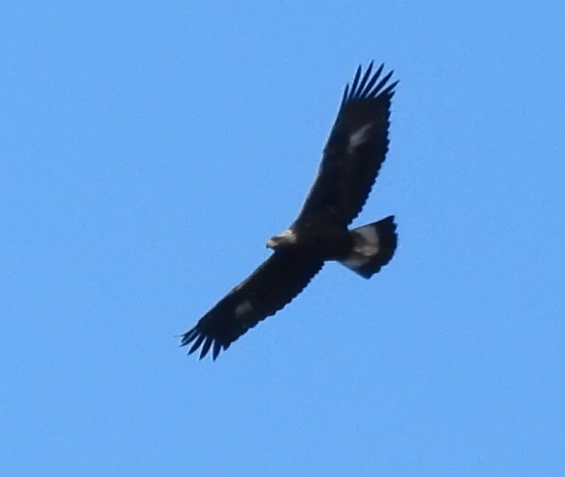 Golden Eagle - ML646986017