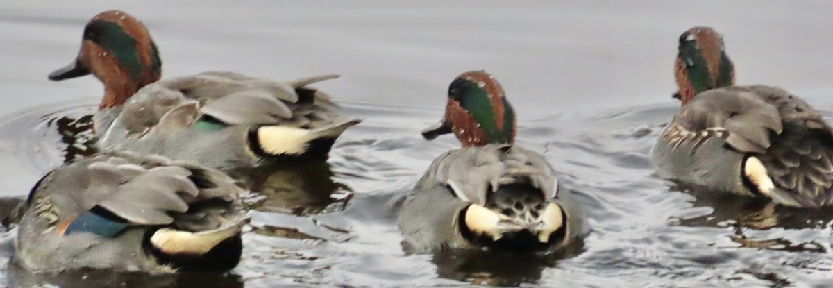 krikkand - ML646986019