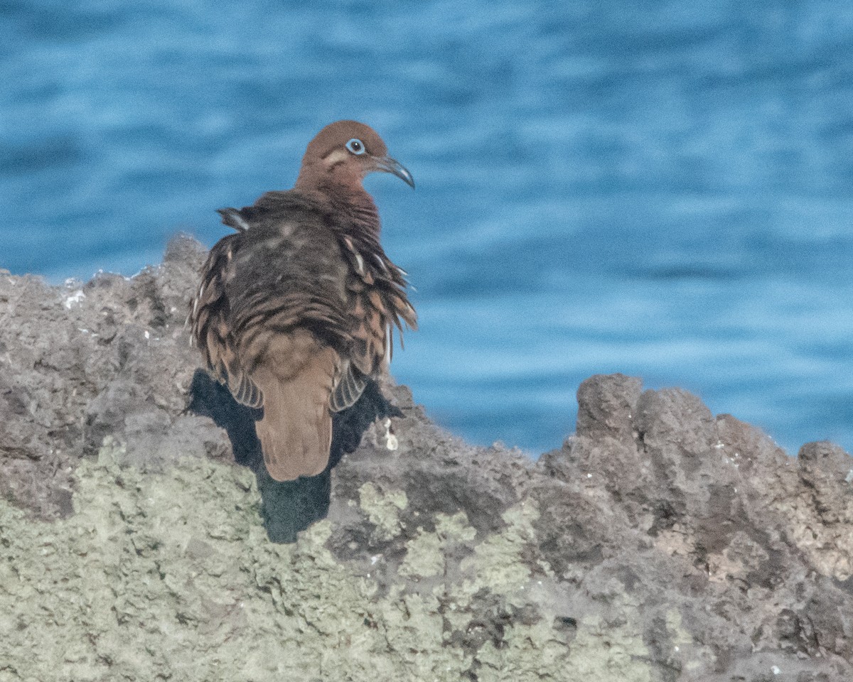 galapagosdue - ML646986020