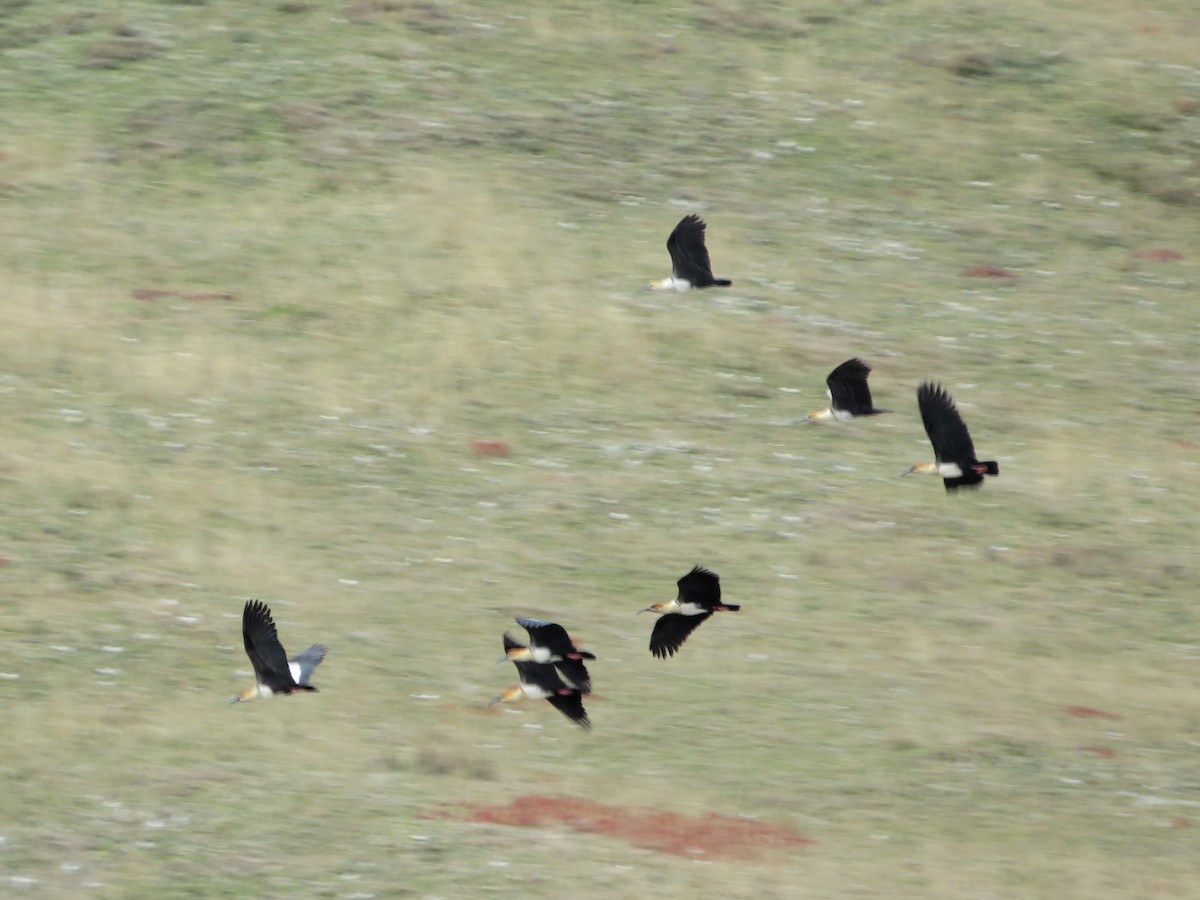 andesibis - ML646986021