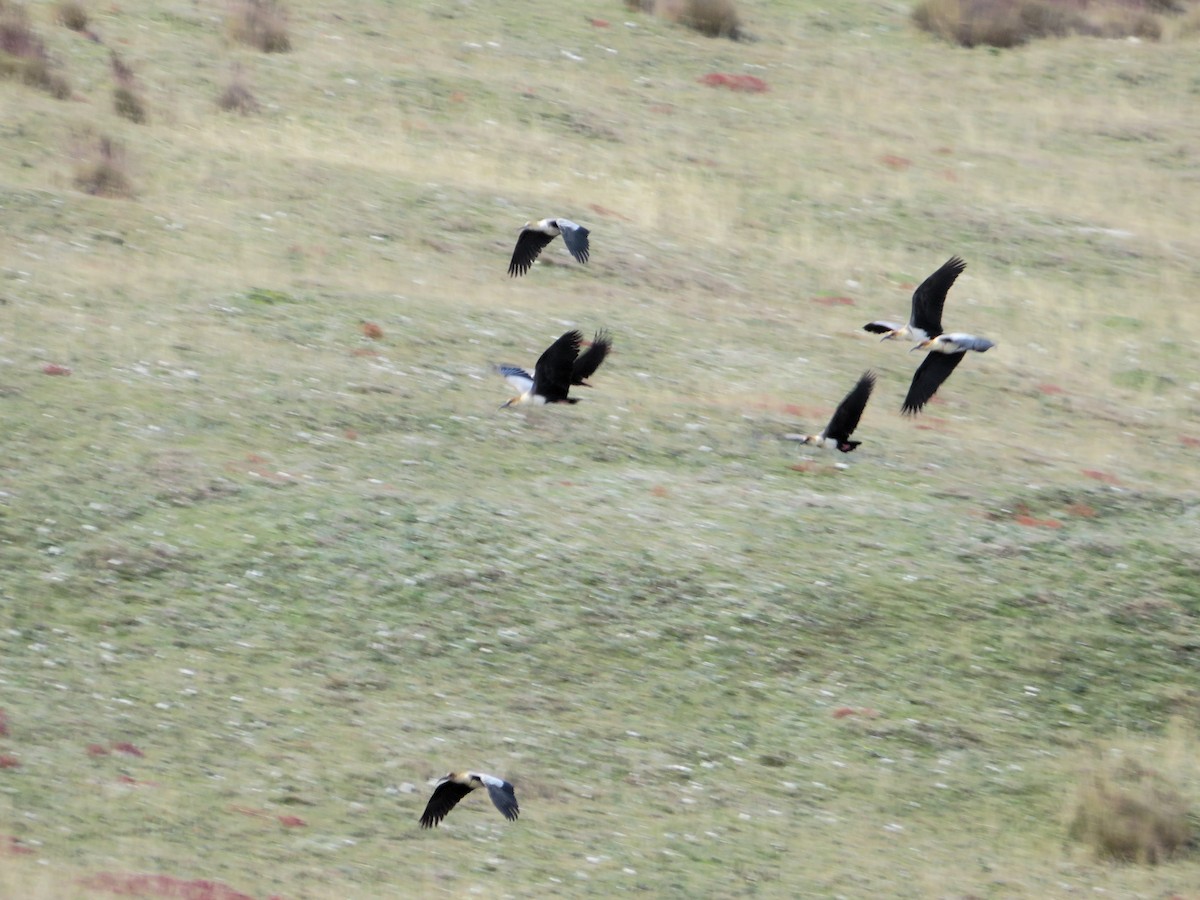 andesibis - ML646986022