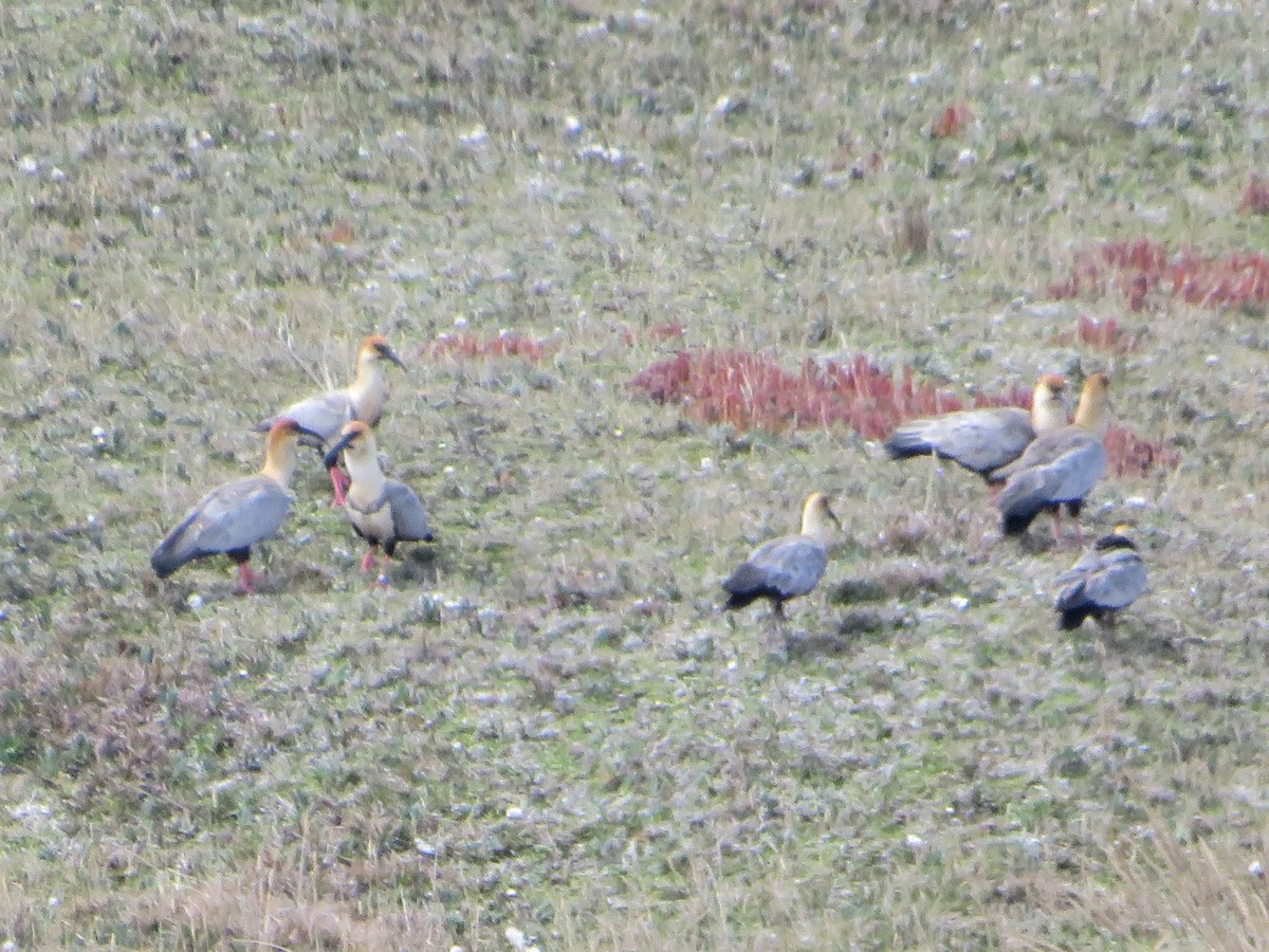 andesibis - ML646986023