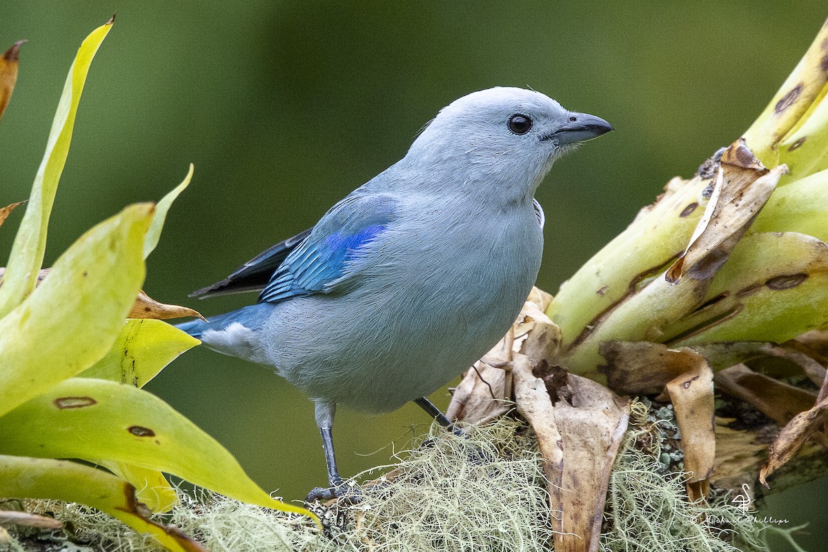 bispetanagar - ML646986026