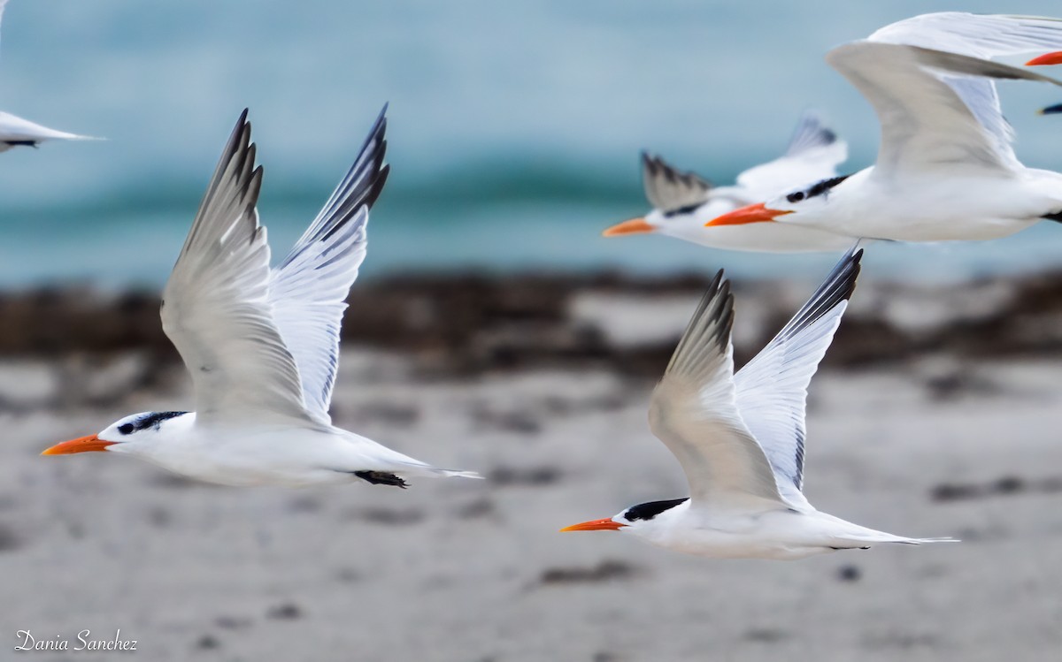 langnebbterne - ML646986027