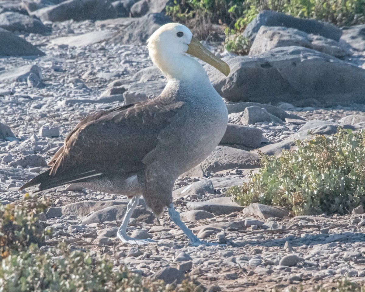 Waved Albatross - ML646986028