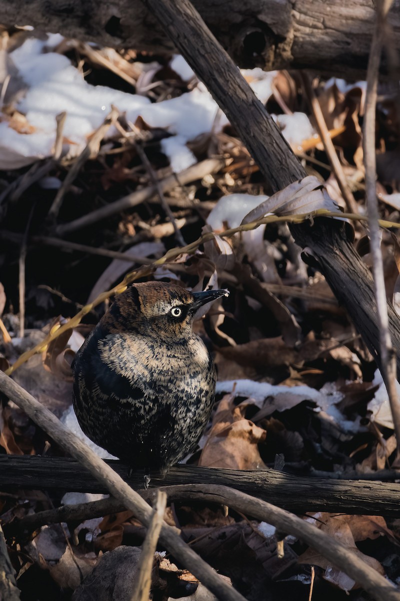 Rusty Blackbird - ML646986030