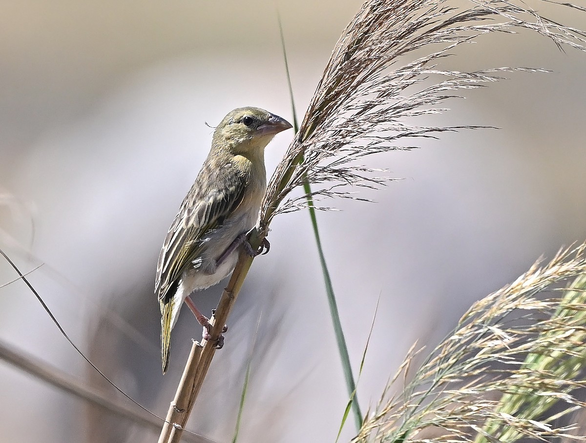 brunmaskevever - ML646986033