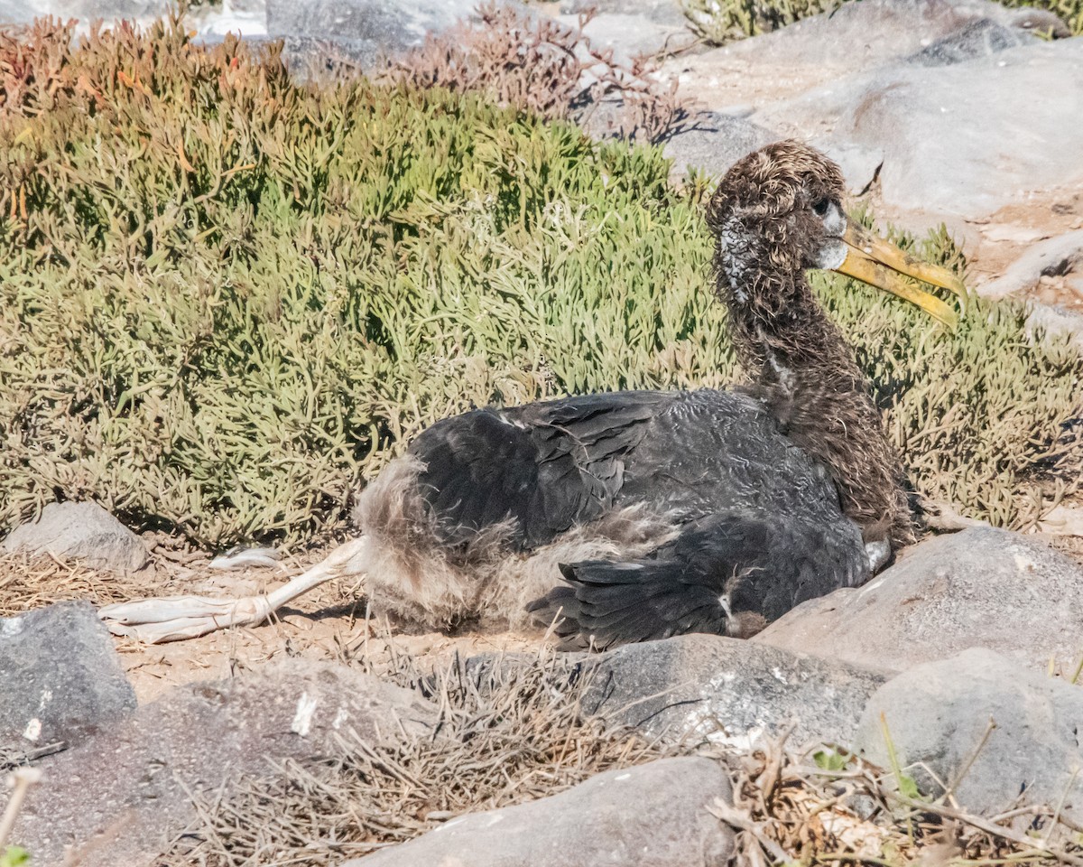 Waved Albatross - ML646986034