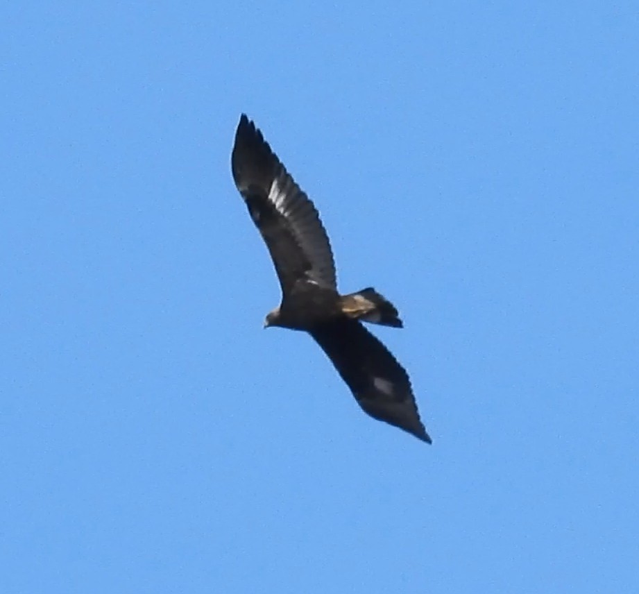 Golden Eagle - ML646986036