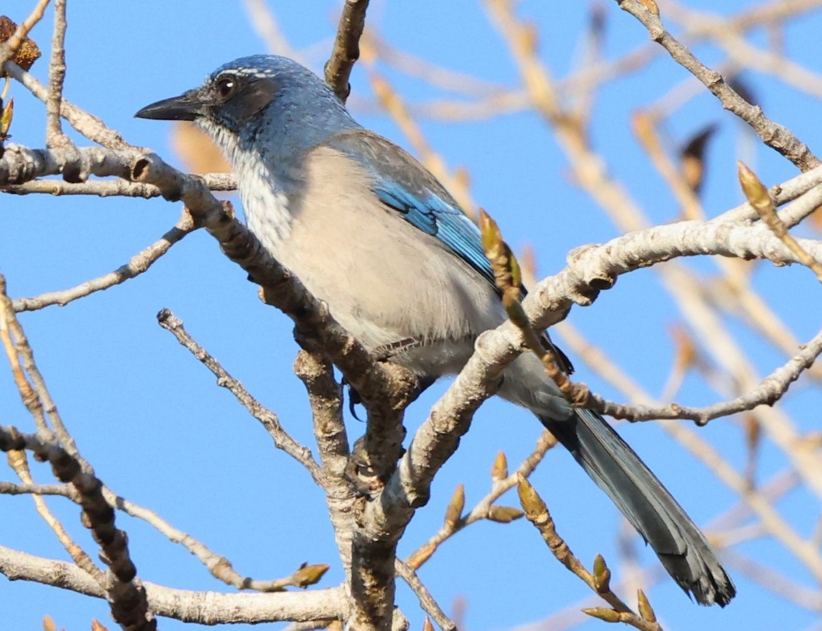 krattskrike - ML646986037