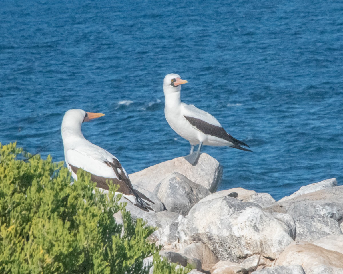 Nazcatölpel - ML646986039