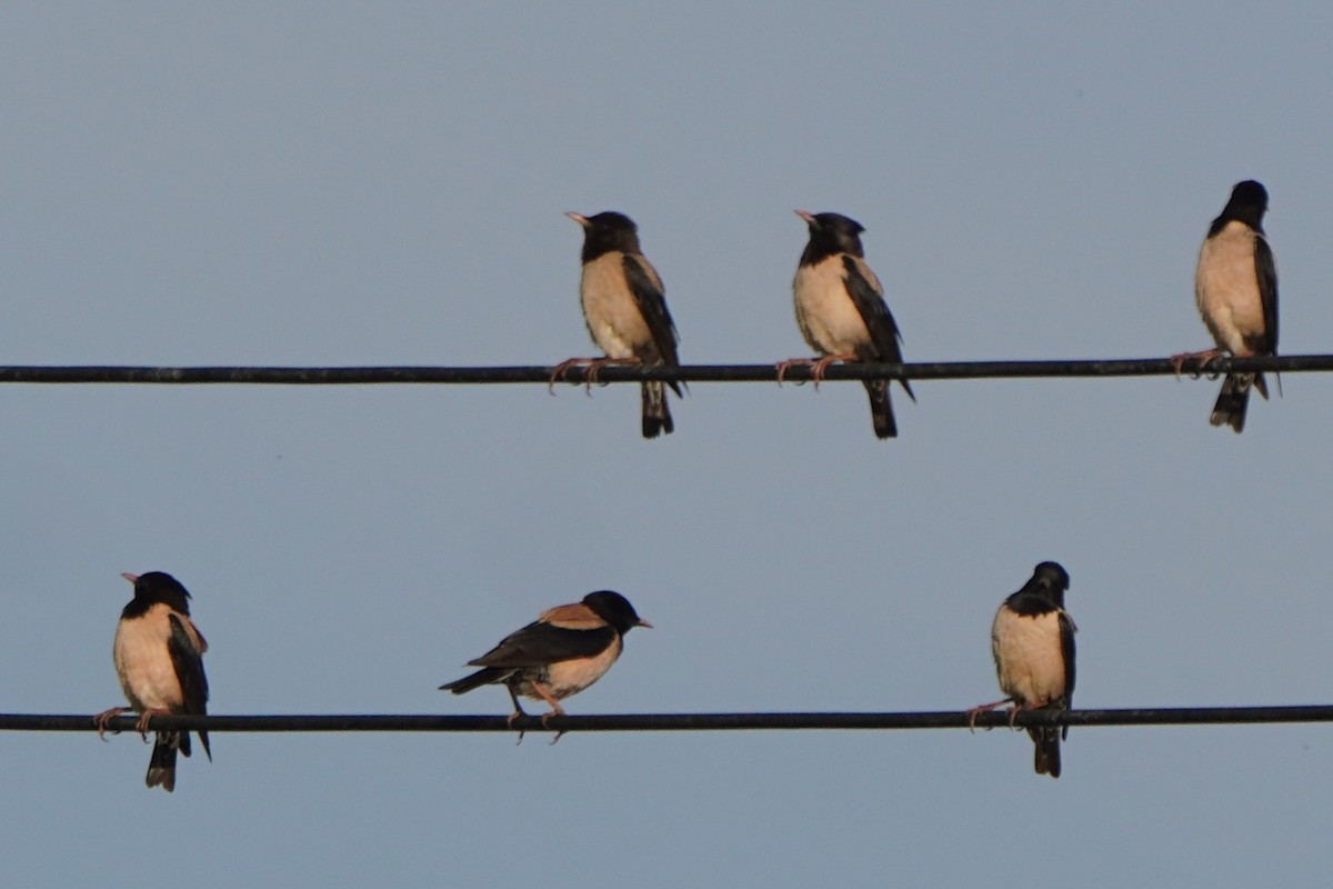 Rosy Starling - ML646986041