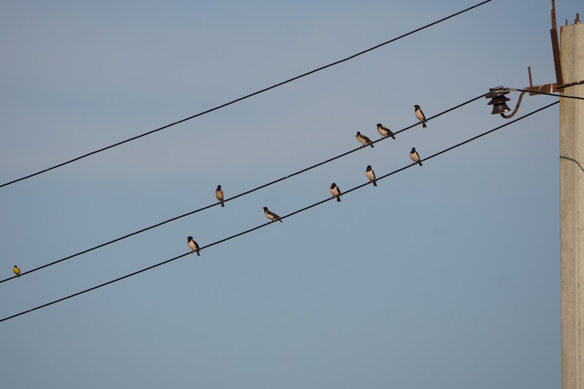 Rosy Starling - ML646986042