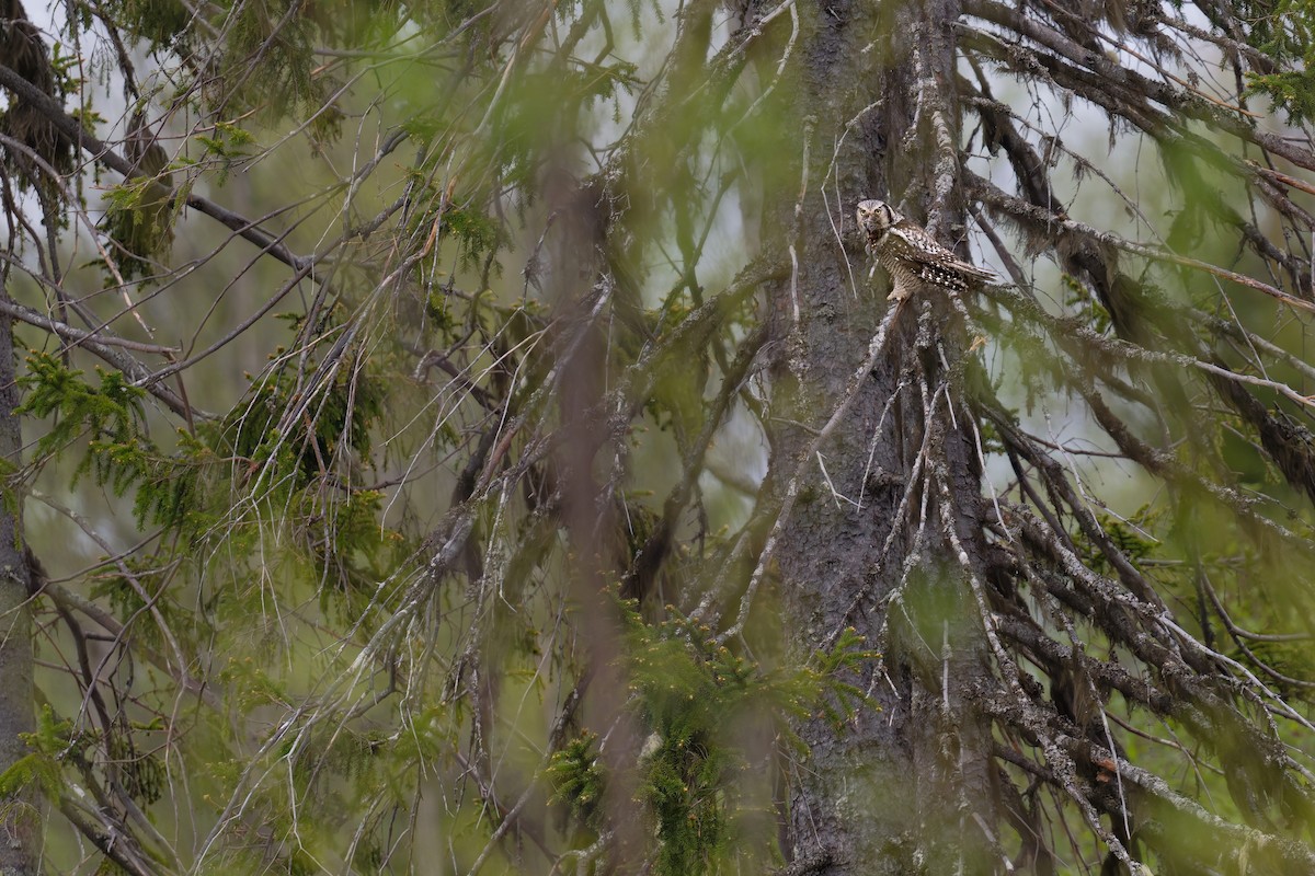 Сова яструбина - ML646986044